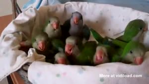 Baby Parrot Feeding Time