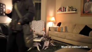 Dog Secretly Is Attracted To Pillows