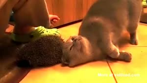 Cat Brushes Its Hair With Hedgehog