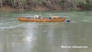 Dog Rescues Two Dogs In Boat