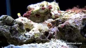 Crab Wants To Be Cheerleader