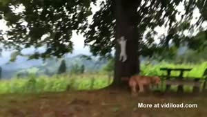 Cat Plays Tag With A Dog