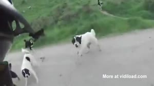 Man Riding His Bicycle Encounters Dogs