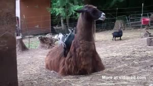 Cute Baby Goats Use Lama As Trampoline