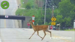 Please Move The Deer Crossings!