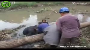 Guy Gets Pushed Into Swamp By Rolling Tree