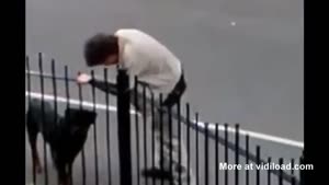 Dog Takes Drunk Guy For A Walk