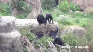 Chimpanzees Dislike Raccoon