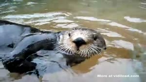 Talking Beaver