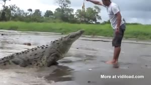Crocodile Feeding Nearly Gone Wrong