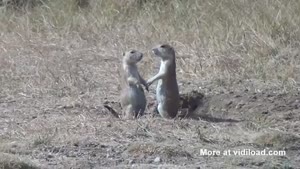 Prairie Dogs And Their Dramatic Goodbye