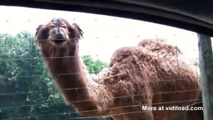 Beware Of Hungry Emus