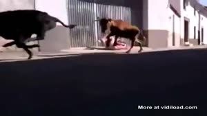 Chick Tries To Get Away From Bulls
