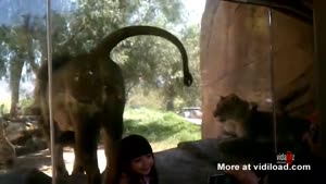 Zoo Lion Hates Kids
