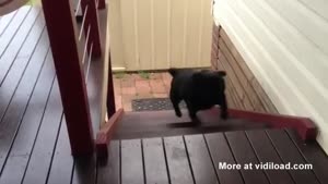 Funny Dog Walking The Stairs Like A Bunny