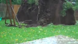 Hurricane Sandy Uproots Tree