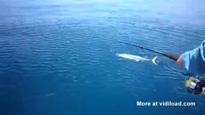 Shark Eats Large Mackerel