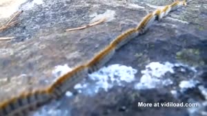 Caterpillars Dancing The Polonaise