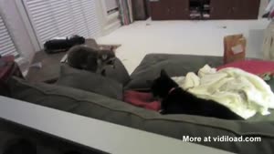 Cat Does Not Like Raccoon