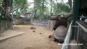 Giant Turtle Wrestling