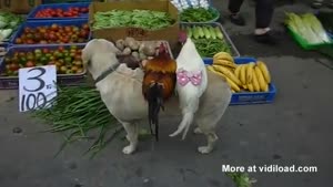 Dog Sells Chickens For Just 10 Yen