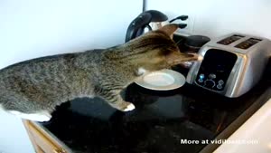 Cat Discovers Toaster