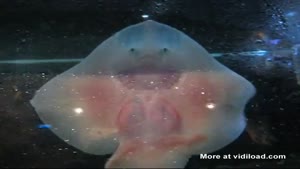 Dancing Baby Stingrays