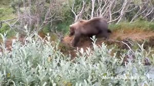 Grizzly Bear Faceplant