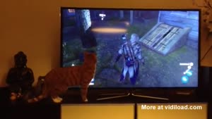 Video Game Confuses Cat