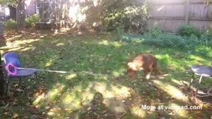 Dog Walks On Tightrope