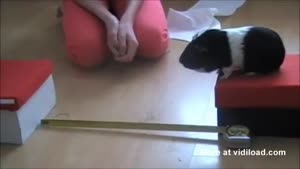 Guinnea Pig Jumps Almost Half A Meter