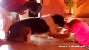 Giant Scared Dog Has To Be Carried