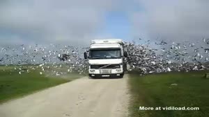 Truck Releases Pigeons