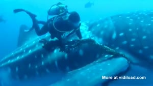 Divers Save Whale Shark From Rope