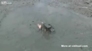 Crazy Mud Diving
