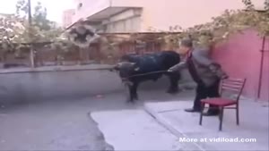 Bull Comes To Visit