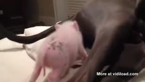 Mini Pig Sucking On Dog's Balls