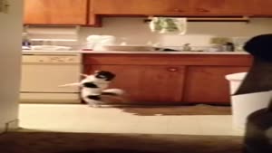 Chihuahua Caught Doing Salsa Moves In The Kitchen