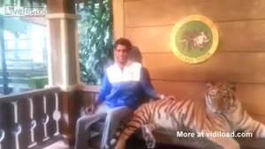 Guy Is Not Afraid Of Tiger