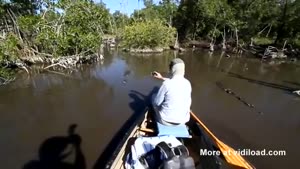 Cameraman Freaks Out Over Crocodiles