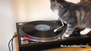 DJ Cat