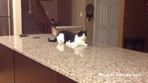 Strangely Acting Cat