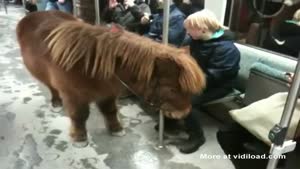 Subway Pony