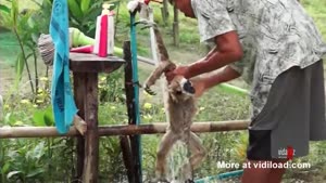 Monkey Washing