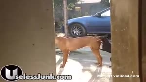 The Over Achieving Little Dog