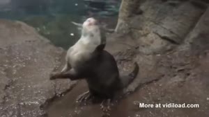 Otter Eats Invisible Food