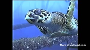 Cool Underwater Encounter During Dive
