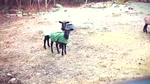 Screaming Goats