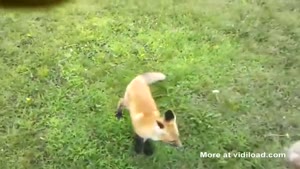 Playing Fetch With A Fox