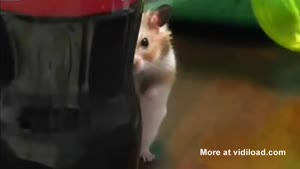 Hamster 007